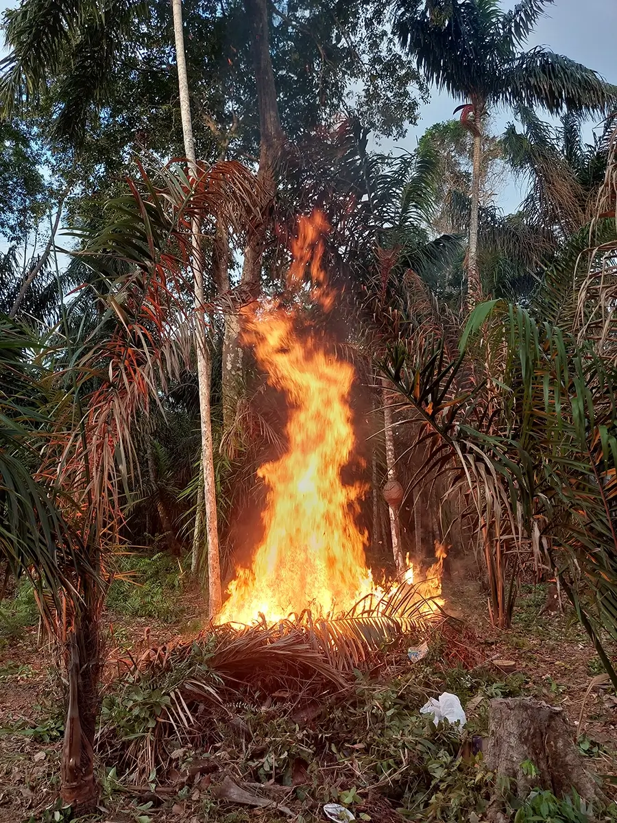 marajo-sem-fumaca-02